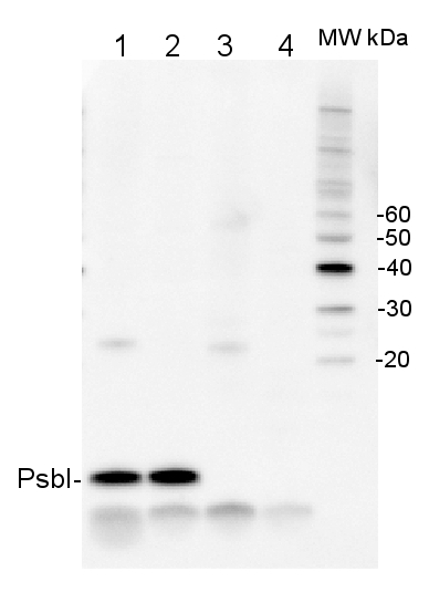 western blot detection using anti-PsbI antibodies